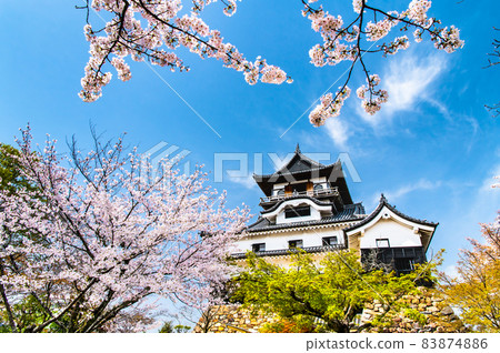 愛知縣犬山市犬山城櫻花和天守閣 83874886