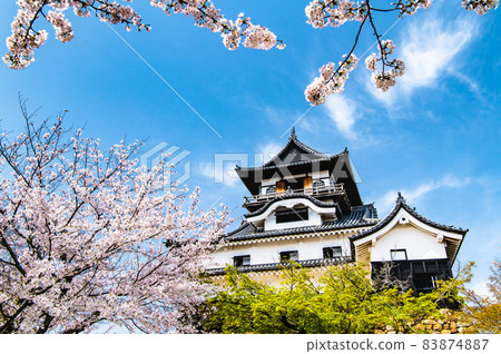 愛知縣犬山市犬山城櫻花和天守閣 愛知縣犬山市犬山城櫻花和天守閣 83874887