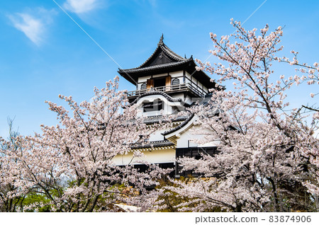 Inuyama Castle, Inuyama City, Aichi Prefecture Sakura and castle tower 83874906