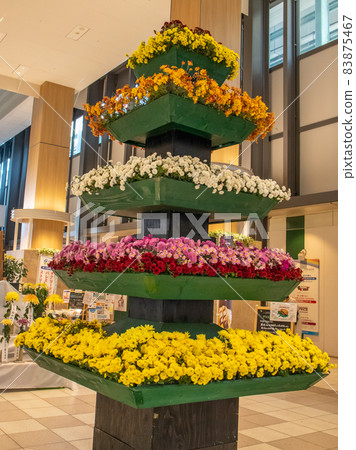 橫濱市營地鐵站舉辦菊花展 橫濱市營地鐵站舉辦菊花展 83875467