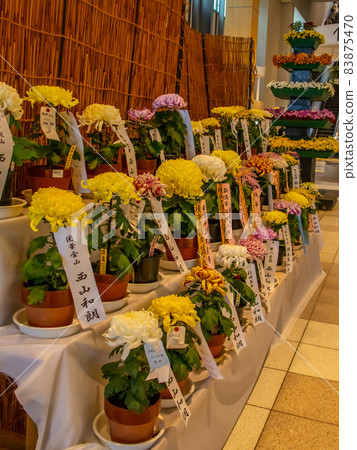 橫濱市營地鐵站舉辦菊花展 83875470