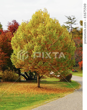 Trees with yellow autumn leaves Autumn scenery Trees with yellow autumn leaves Autumn scenery 83875509