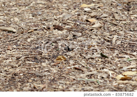 木頭，木屑，木屑，散步，人行道，道路，山間小徑，遠足，散步，散步，戶外 83875682