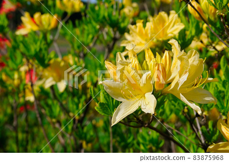 flowers of rhododendron against the background of the summer garden. flowers of rhododendron against the background of the summer garden. 83875968
