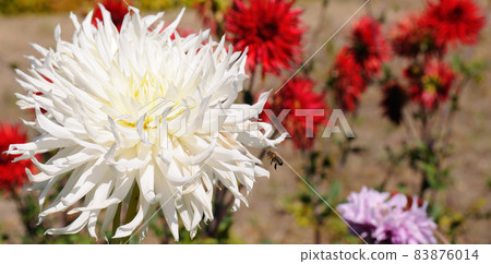 Colorful of white dahlia flower. Wide photo. 83876014