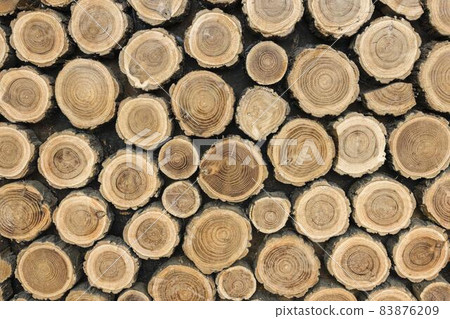 front view tree trunks. High quality beautiful photo concept 83876209