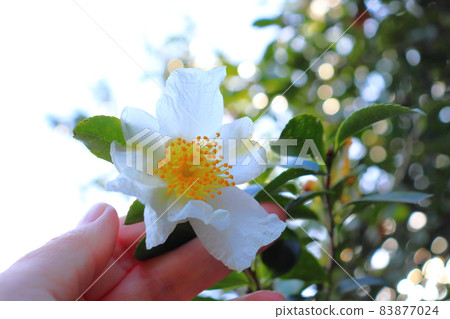 Progenitor Sasanqua hand 83877024