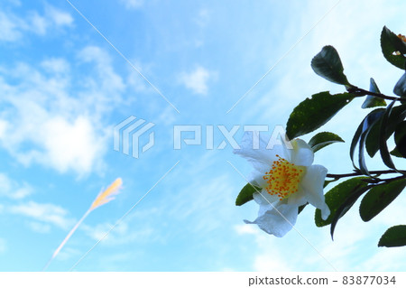 原始的笹花藍天 83877034