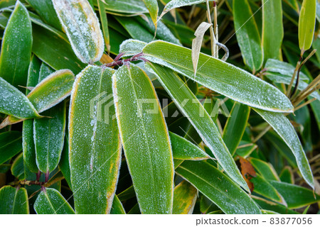 初冬有霜的球磨竹草 初冬有霜的球磨竹草 83877056
