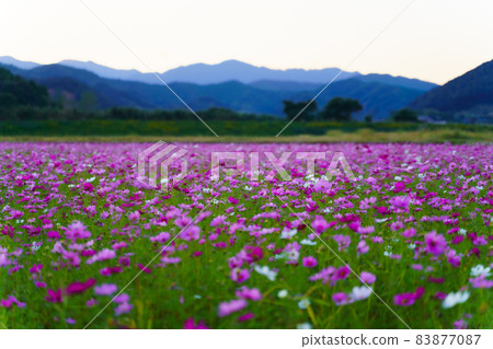波斯菊領域晚上風景 83877087