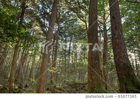 Aokigahara Jukai Trees / Sightseeing Spots 83877165