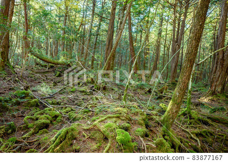 Aokigahara Jukai Trees / Sightseeing Spots 83877167