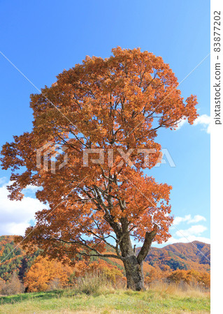 Autumn Kaida Kogen Kisouma no Sato, a giant tree of Quercus serrata 83877202