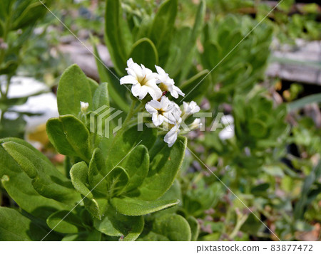 Heliotropium japonicum (Oga Peninsula, Akita Prefecture) 83877472