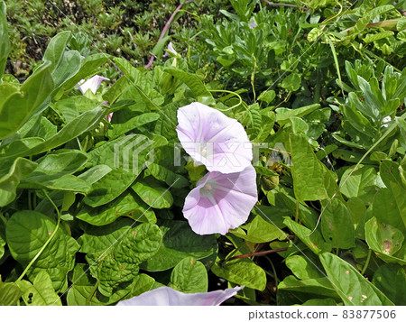 Bindweed (Oga Peninsula, Akita Prefecture) Bindweed (Oga Peninsula, Akita Prefecture) 83877506