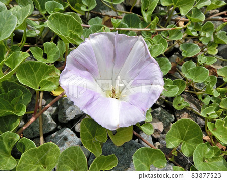 旋花（秋田縣男鹿半島） 83877523