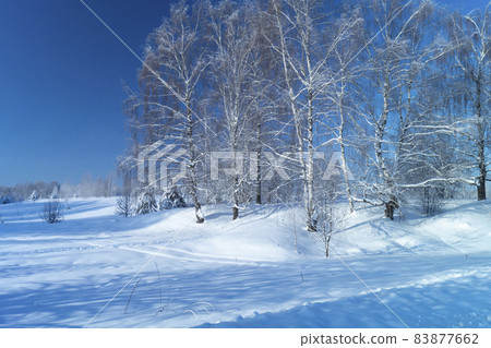 Winter landscape with a birch forest on a sunny day Winter landscape with a birch forest on a sunny day 83877662
