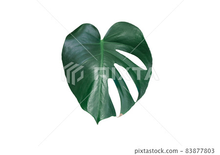 龜背竹葉 龜背竹葉 83877803