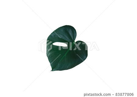 龜背竹葉 龜背竹葉 83877806