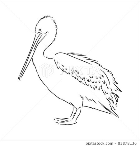 Hand drawn sketch of pelican pelican bird vector Hand drawn sketch of pelican pelican bird vector 83878136