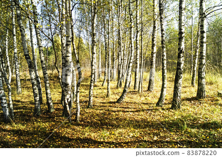 Birch wood by autumn 83878220
