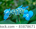 藍色繡球花 83878671