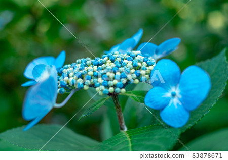 藍色繡球花 藍色繡球花 83878671