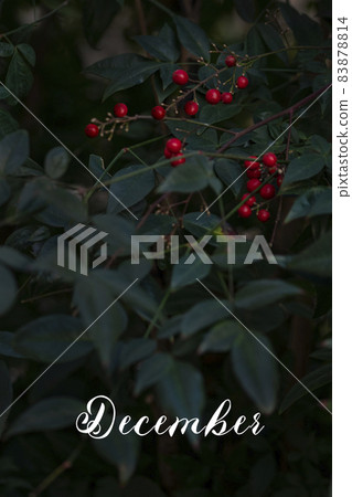 December and season images 83878814