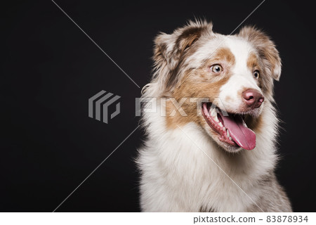 front view cute dog. High quality beautiful photo concept 83878934