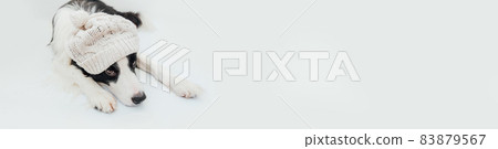 Funny puppy dog border collie lying down wearing warm knitted clothes white hat isolated on white background. Winter or autumn dog portrait. Hello autumn fall. Hygge mood cold weather concept, banner Funny puppy dog border collie lying down wearing warm knitted clothes white hat isolated on white background. Winter or autumn dog portrait. Hello autumn fall. Hygge mood cold weather concept, banner 83879567