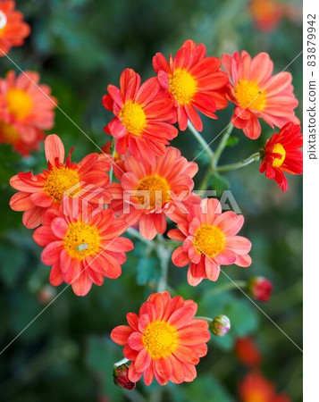 Orange chrysanthemum flower Orange chrysanthemum flower 83879942