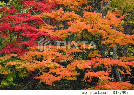 Autumn leaves 2028 Autumn leaves 2028 83879953