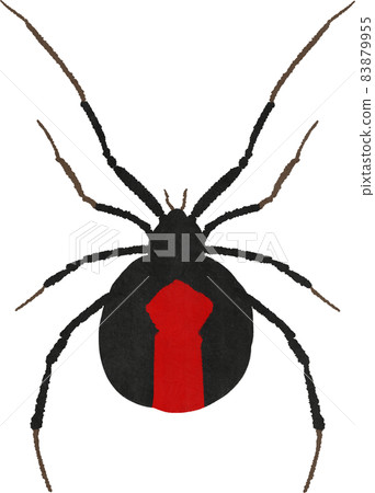 Illustration of a red-backed spider Illustration of a red-backed spider 83879955