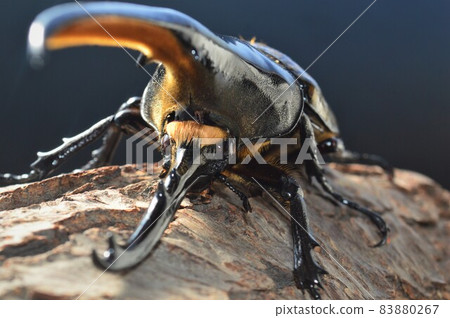 Hercules on a tree of Hercules black background 83880267