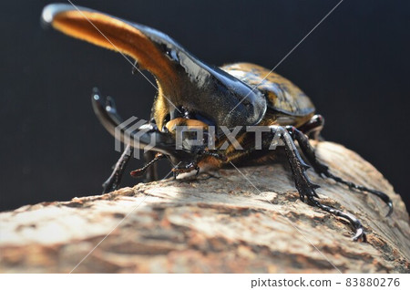 Hercules on a tree of Hercules black background 83880276