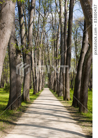 Tree alley 83880437