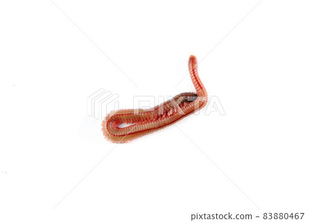 Jarime for fishing bait 83880467