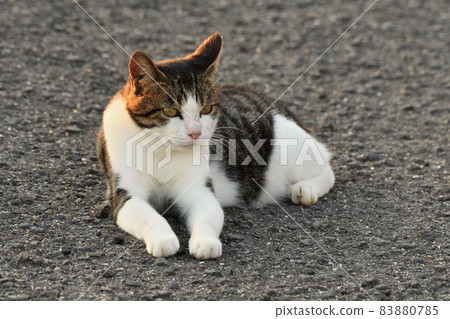 Local cats living on the coast of Nagasaki 83880785
