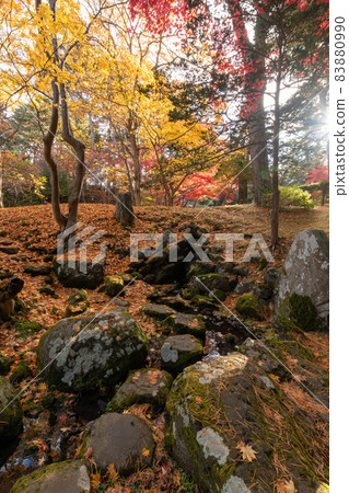 秋葉_楓_秋_ 秋葉_楓_秋_ 83880990
