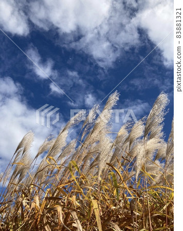 Japanese pampas grass swaying in the wind and the blue sky 83881321