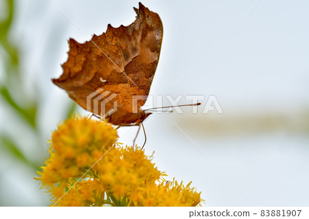 黃鉤蛺蝶 黃鉤蛺蝶 83881907