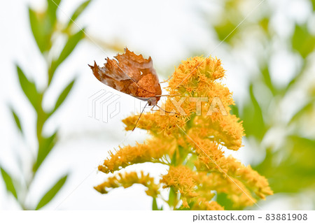 黃鉤蛺蝶 黃鉤蛺蝶 83881908