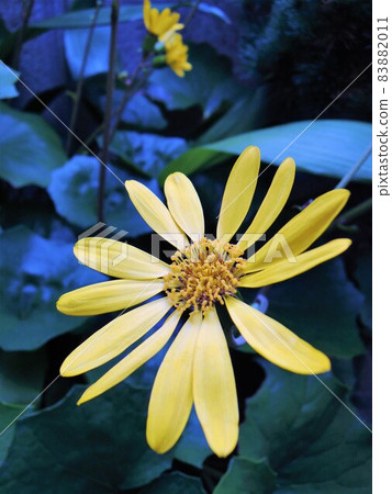 秋天的風景 Farfugium japonicum 秋天的風景 Farfugium japonicum 83882011