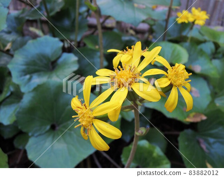 Leopard plant Farfugium japonicum yellow Leopard plant Farfugium japonicum yellow 83882012