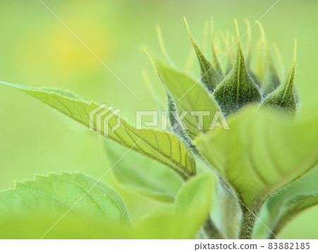 Sun Flower  83882185