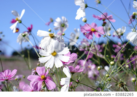 Macro photo of cosmos under the clear autumn weather 83882265