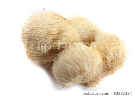 Hericium erinaceus mushroom (monkey head mushroom, bearded tooth fungus, bearded hedgehog mushroom, pom pom, lion's mane mushroom) Hericium erinaceus mushroom (monkey head mushroom, bearded tooth fungus, bearded hedgehog mushroom, pom pom, lion's mane mushroom) 83882384