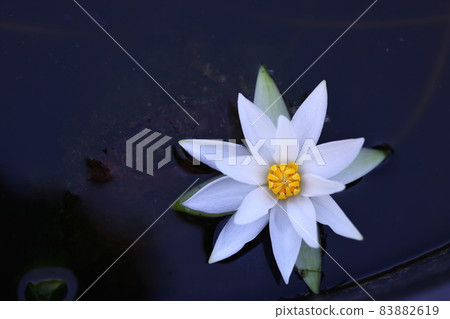 百合 83882619
