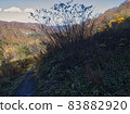 Scenery of Yuzawa Kogen 25 83882920