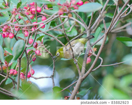 White-eye 7 red fruit 83882923